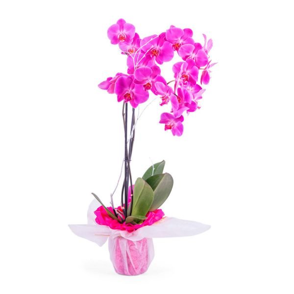 Orquídea rosada